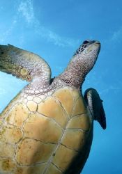 The belly of the Great Green Sea Turtle. The "great" part... by Glenn Poulain 